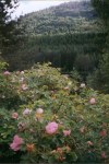 Nyperoser ved Sannavann
Dog roses at Lake Sanna.