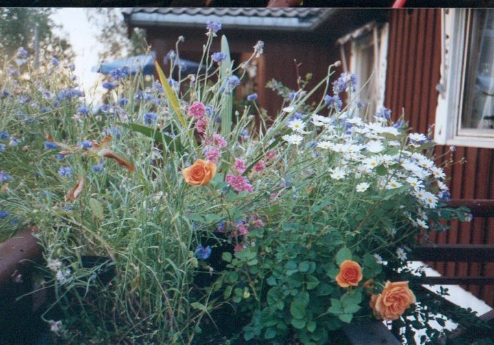 Sommerblomster