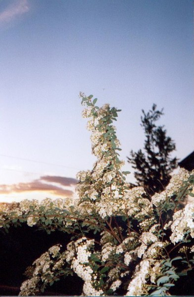 Spirea p� verandaen en sommerkveld