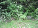 Alt som er tilbake av Moen idag er noen steiner og en syrin.Some stones and a lilac are all that's left of the farm today.