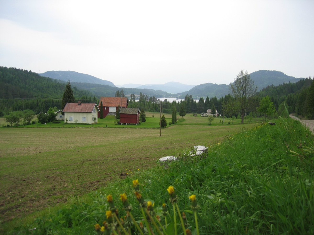 Buverud
