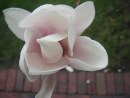 Beautiful Magnolia in the garden
Nydelig Magnolia fra hagen