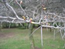 Tree with thornes
Tre med torner
